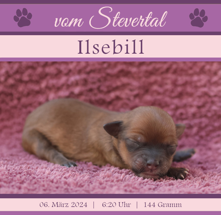 Wurfanzeige Ilsebill