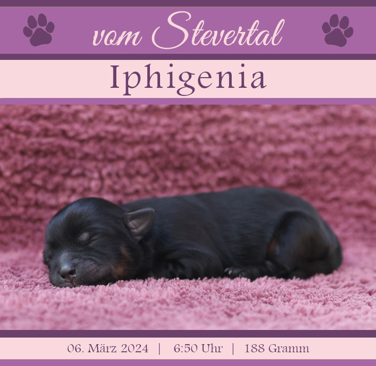 Wurfanzeige Iphi