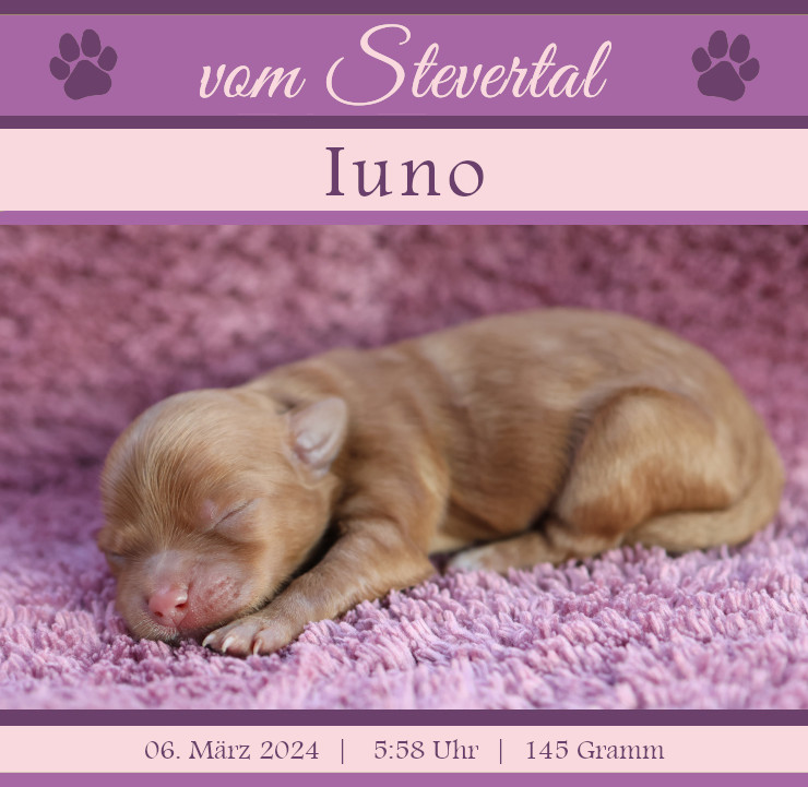 Wurfanzeige Iuno