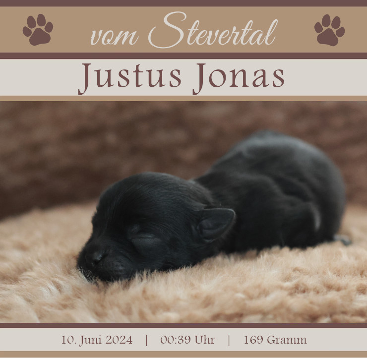 Wurfanzeige JJ