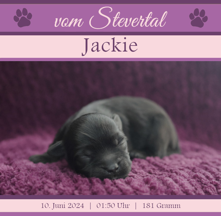 Wurfanzeige Jackie