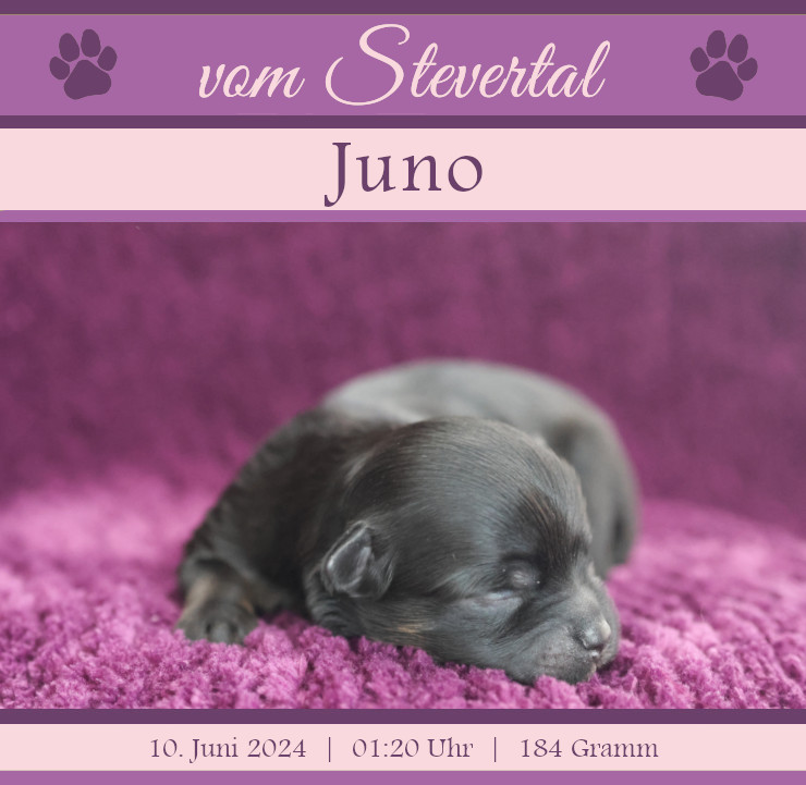 Wurfanzeige Juno